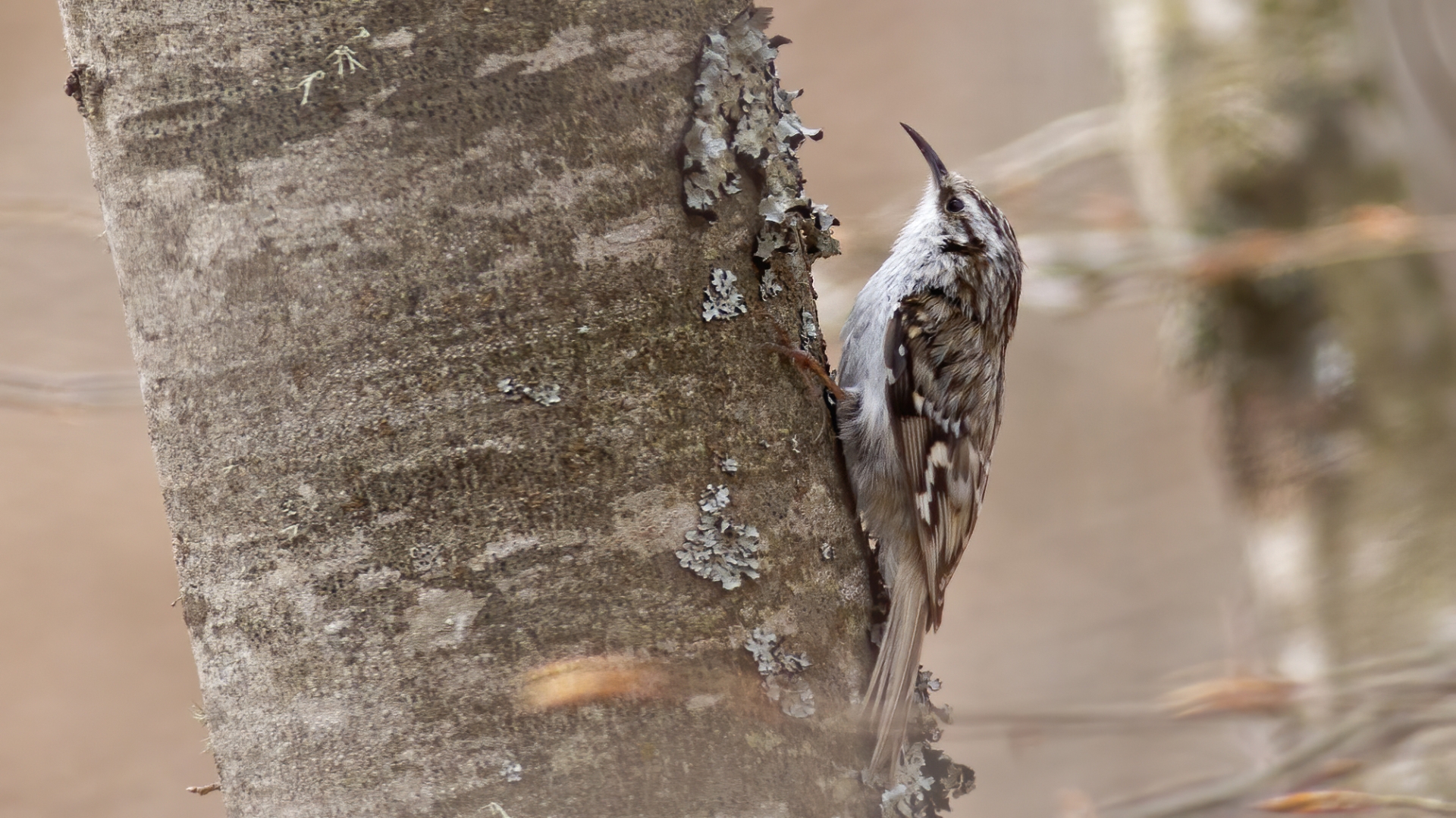 Orman Tırmaşıkkuşu - Certhia familiaris kuş fotoğrafı