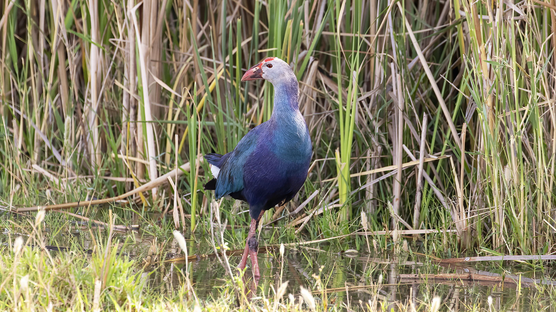 Sazhorozu - Porphyrio poliocephalus kuş fotoğrafı