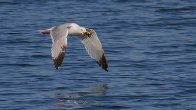 Gümüş Martı - Larus michahellis kuş fotoğrafı