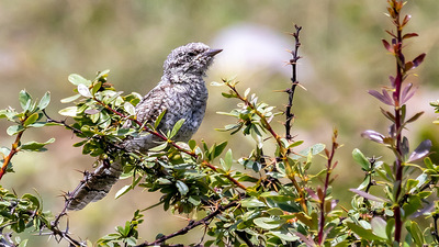 Boyunçeviren - Jynx torquilla kuş fotoğrafı