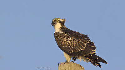 Balık Kartalı - Pandion haliaetus kuş fotoğrafı
