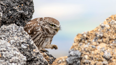 Kukumav - Athene noctua kuş fotoğrafı