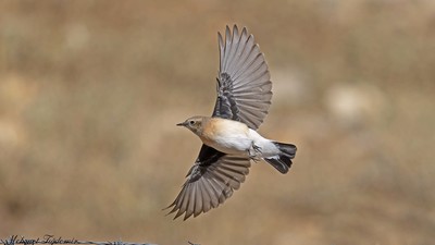 Kuyrukkakan - Oenanthe oenanthe kuş fotoğrafı