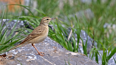 Kır incirkuşu (Anthus campestris) - Malatya / Yeşilyurt kuş fotoğrafı