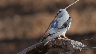 Ak Çaylak - Elanus caeruleus kuş fotoğrafı