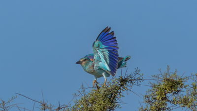 Gökkuzgun - Coracias garrulus kuş fotoğrafı