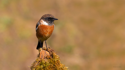 Taşkuşu - Saxicola rubicola kuş fotoğrafı