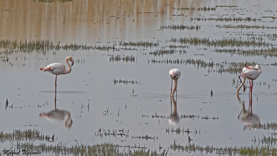 Flamingo