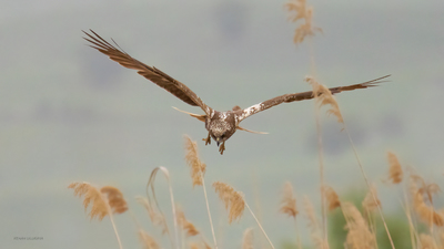 Saz Delicesi - Circus aeruginosus kuş fotoğrafı