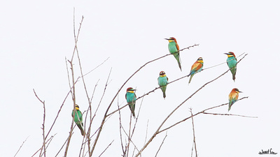 Arıkuşu - Merops apiaster kuş fotoğrafı
