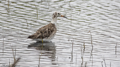 Dövüşkenkuş - Calidris pugnax kuş fotoğrafı