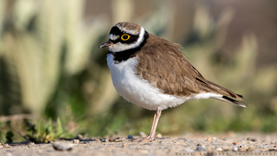 Halkalı Küçük Cılıbıt - Charadrius dubius kuş fotoğrafı