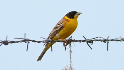 Karabaşlı Çinte - Emberiza melanocephala kuş fotoğrafı