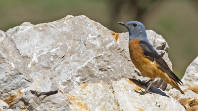 Taşkızılı - Monticola saxatilis kuş fotoğrafı