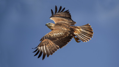 Kızıl şahin (Buteo rufinus) - Ankara / Gölbaşı kuş fotoğrafı