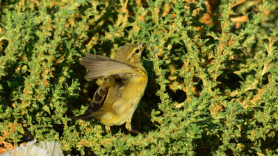 Söğütbülbülü - Phylloscopus trochilus kuş fotoğrafı
