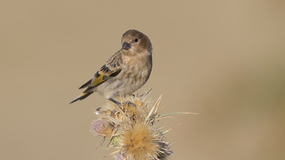 Kara İskete - Serinus pusillus kuş fotoğrafı