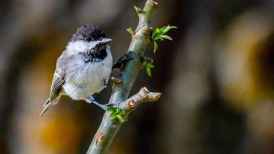 Çam Baştankarası (Periparus ater) - Burdur / Merkez kuş fotoğrafı