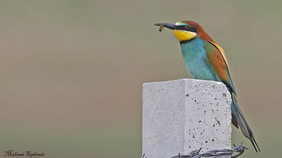 Arıkuşu - Merops apiaster kuş fotoğrafı