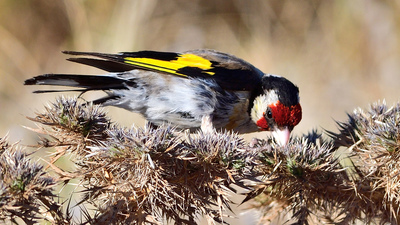 Saka - Carduelis carduelis kuş fotoğrafı