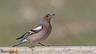 İspinoz