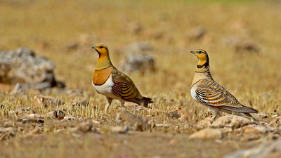 Kılkuyruk Bağırtlak (Pterocles alchata) - Şanlıurfa / Suruç kuş fotoğrafı