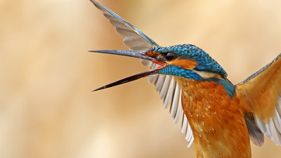 Yalıçapkını (Alcedo atthis) - Konya / Kulu kuş fotoğrafı