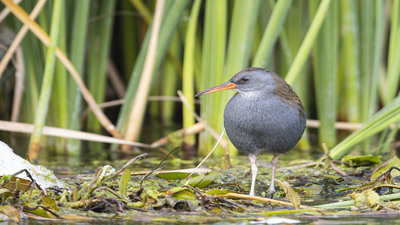 Sukılavuzu (Rallus aquaticus) - Ankara / Güdül kuş fotoğrafı