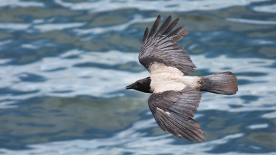 Leş Kargası - Corvus cornix kuş fotoğrafı