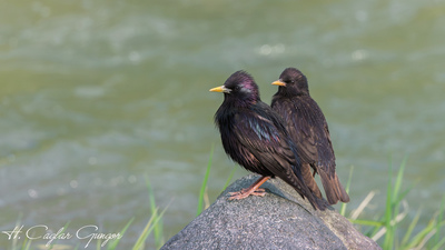 Sığırcık - Sturnus vulgaris kuş fotoğrafı