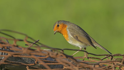 Kızılgerdan - Erithacus rubecula kuş fotoğrafı