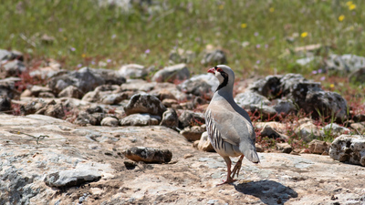 Kınalı Keklik (Alectoris chukar) - Şanlıurfa / Bozova kuş fotoğrafı