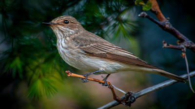 Benekli Sinekkapan - Muscicapa striata kuş fotoğrafı