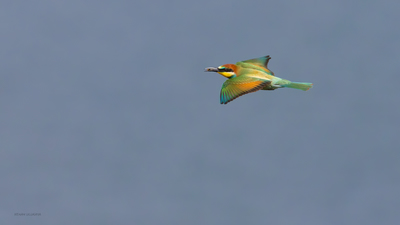 Arıkuşu (Merops apiaster) - Bilecik / Bozüyük kuş fotoğrafı