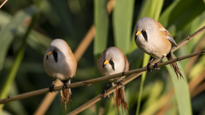 Bıyıklı Baştankara - Panurus biarmicus kuş fotoğrafı
