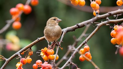 İspinoz (Fringilla coelebs) - İstanbul / Kadıköy kuş fotoğrafı