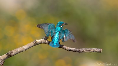 Yalıçapkını - Alcedo atthis kuş fotoğrafı