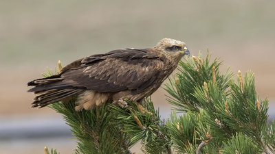 Kara Çaylak - Milvus migrans kuş fotoğrafı