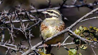Bahçe Çintesi - Emberiza cirlus kuş fotoğrafı
