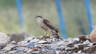 Atmaca