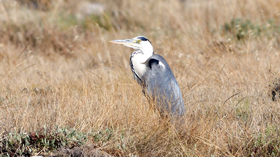Gri Balıkçıl - Ardea cinerea kuş fotoğrafı