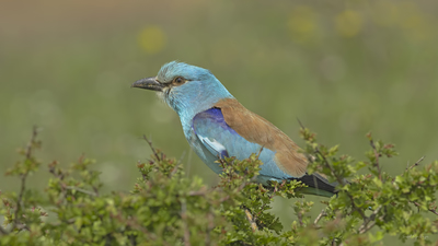 Gökkuzgun - Coracias garrulus kuş fotoğrafı