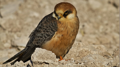 Ala Doğan - Falco vespertinus kuş fotoğrafı