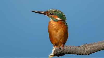Yalıçapkını (Alcedo atthis) - Adana / Karataş kuş fotoğrafı