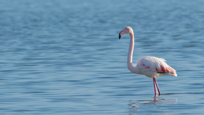 Flamingo