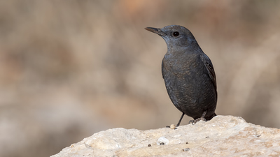 Gökardıç - Monticola solitarius kuş fotoğrafı