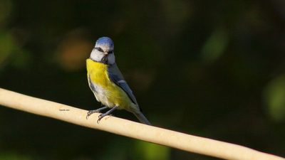 Mavi Baştankara - Cyanistes caeruleus kuş fotoğrafı