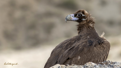 Kara Akbaba (Aegypius monachus) - Ankara / Beypazarı kuş fotoğrafı