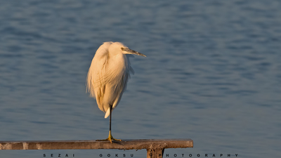 Küçük Ak Balıkçıl (Egretta garzetta) - İzmir / Çiğli kuş fotoğrafı