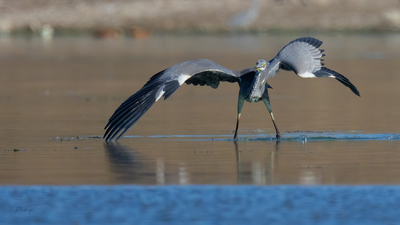 Gri Balıkçıl - Ardea cinerea kuş fotoğrafı